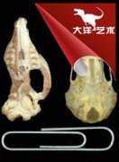 哺乳動物的繁盛與恐龍的滅絕密切相關(guān)